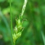 Carex depauperata
