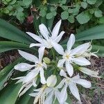 Pancratium illyricum Flower