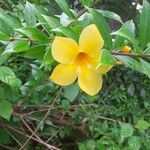 Allamanda cathartica Flor