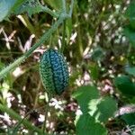 Melothria scabra Fruit