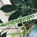 Cunonia capensis Flower