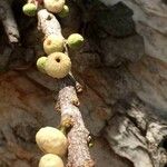 Ficus salicifolia Fruit