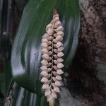 Coelogyne pallida Bloem