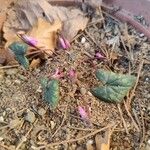 Cyclamen repandum Leaf