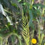 Festuca myuros Floare