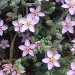 Spergularia rupicolaFlower