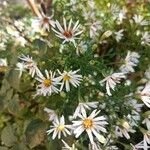 Symphyotrichum lanceolatumപുഷ്പം