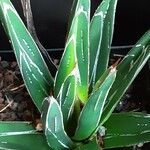 Agave victoriae-reginae Агульны выгляд