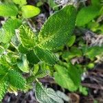 Salvia interrupta Hoja