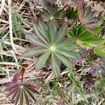 Lupinus polyphyllus Feuille