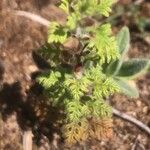 Teucrium botrys Leaf