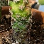 Mammillaria elongataDeilen