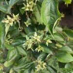 Philadelphus coronariusFruit