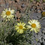 Erigeron linearis Habit