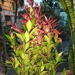 Photinia glabra Blad