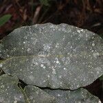 Milicia excelsa Leaf