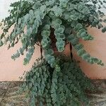 Sedum sieboldii Hoja