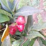 Syzygium aqueum ഫലം