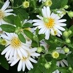 Aster ageratoides Blüte