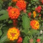 Lantana camaraبرگ