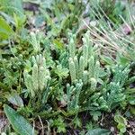 Diphasiastrum alpinum Fula