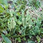 Lycopodium alpinum Цветок