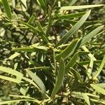 Podocarpus falcatus Foglia