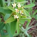 Euphorbia potentilloides