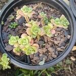 Sedum kimnachii List