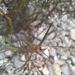 Iberis linifolia Foglia