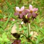 Sipanea hispida Λουλούδι