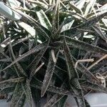 Aloe rauhii 葉