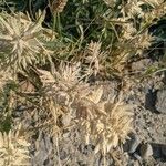 Eragrostis cilianensis Цвят