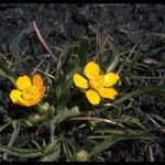Ranunculus alismifolius Habit