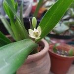 Prosthechea chacaoensis Kvet