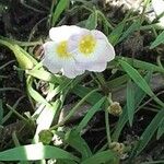 Baldellia ranunculoides 花