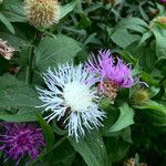 Centaurea phrygia 花