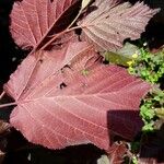 Corylus maxima Blad