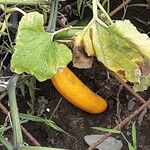 Cucurbita pepo Fruit