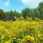 Solidago canadensis 整株植物