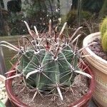 Ferocactus herrerae Foglia