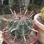 Ferocactus herrerae Hostoa