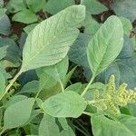 Amaranthus spinosus Folha