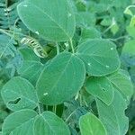 Desmodium intortum Blatt