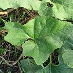 Petasites paradoxus Blad