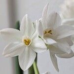 Narcissus papyraceus 花