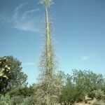 Fouquieria columnaris Habitus