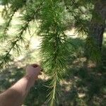 Larix occidentalis Hoja