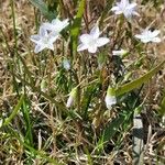 Claytonia virginica 葉