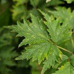Rubus nemoralis Leaf